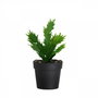 Aberto Design Maceta Decorativa Negro y Verde